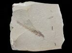 Metasequoia (Dawn Redwood) Fossil - Montana #66435-1